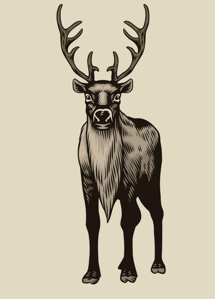 Drawing of Reindeer standing vector