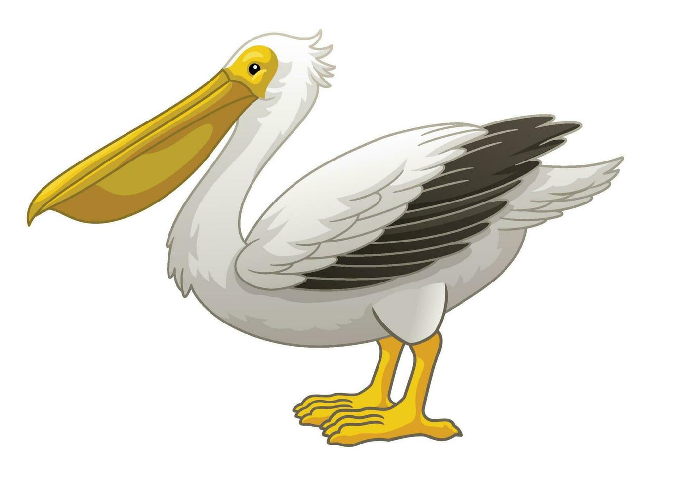 Standing great white. pelican bird cartoon vector