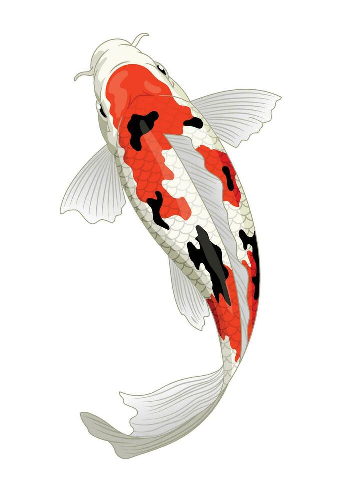 Japón koi pescado en se hundió coloración vector
