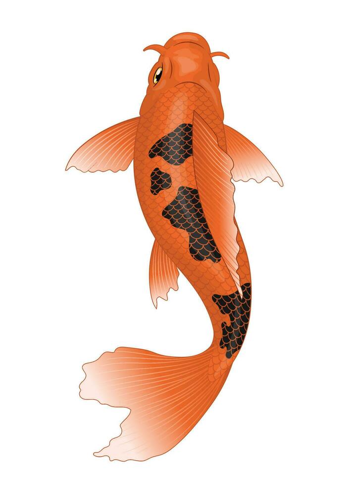 koi pescado en naranja con negro Mancha colores vector