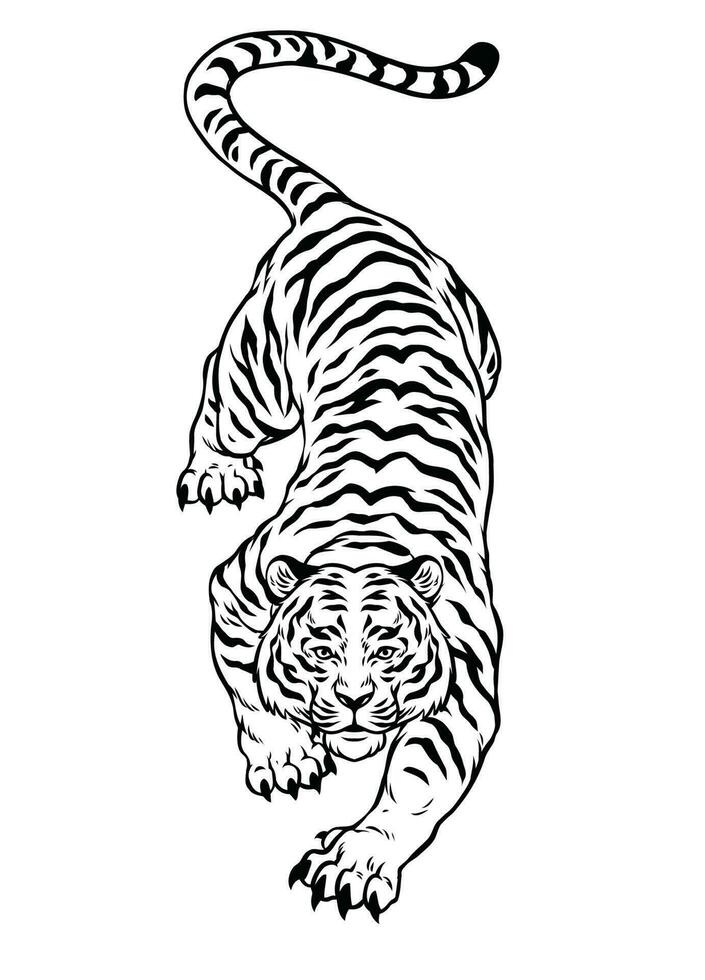Hand Drawn of Black and White Crouching Angry Tiger vector
