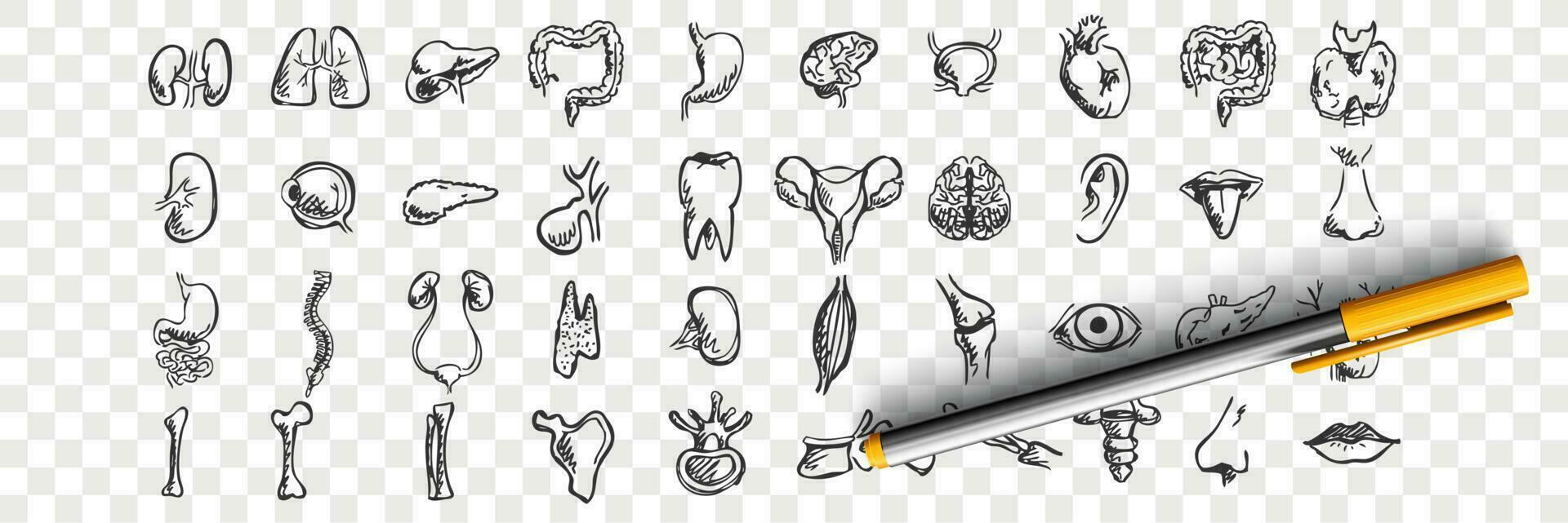 Human organs doodle set vector