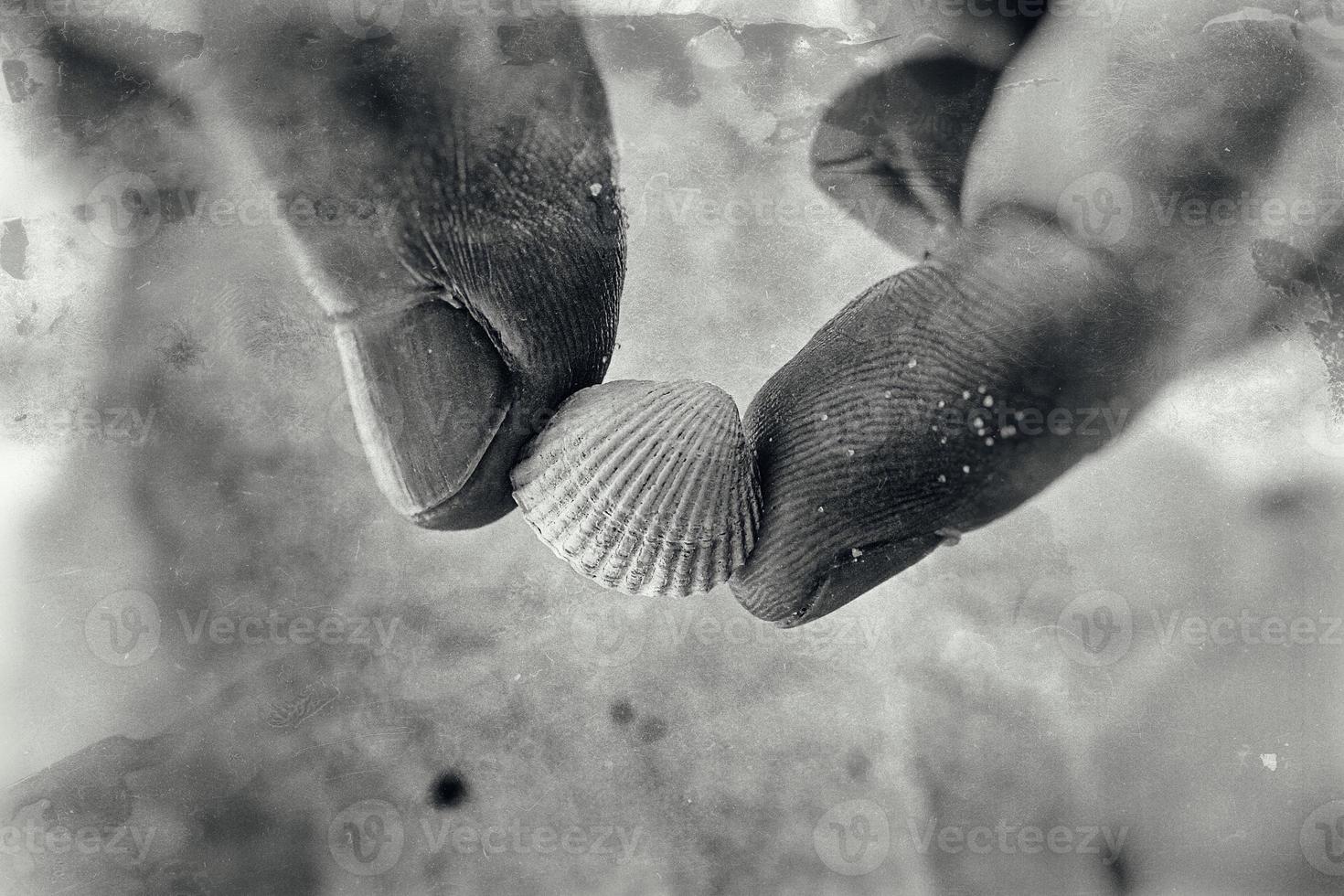 little white sea shell held in hands on a beach photo