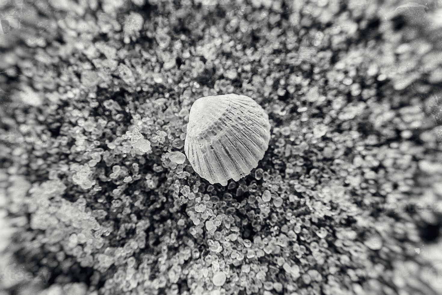 little white shell lying on the clear fine sand of the beach on a sunny warm summer day photo