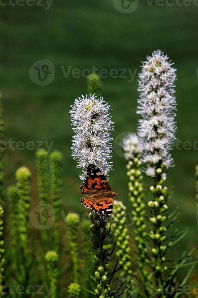 gratis mariposas entre el flores en el ciudad jardín en un calentar soleado verano día, foto