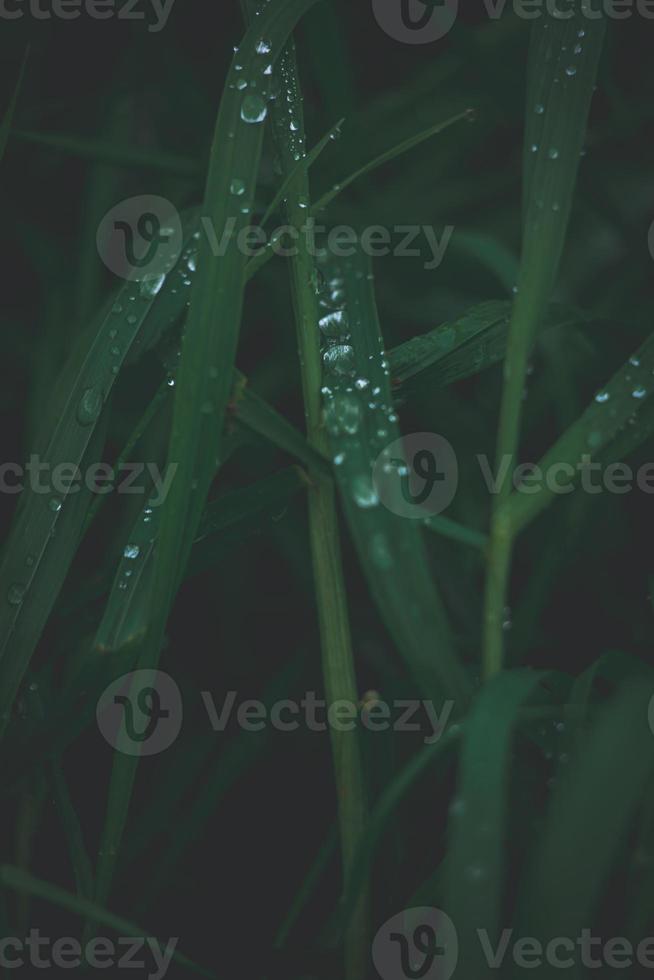 imperfecciones de el césped en un verde antecedentes con plata gotas de lluvia en de cerca al aire libre foto