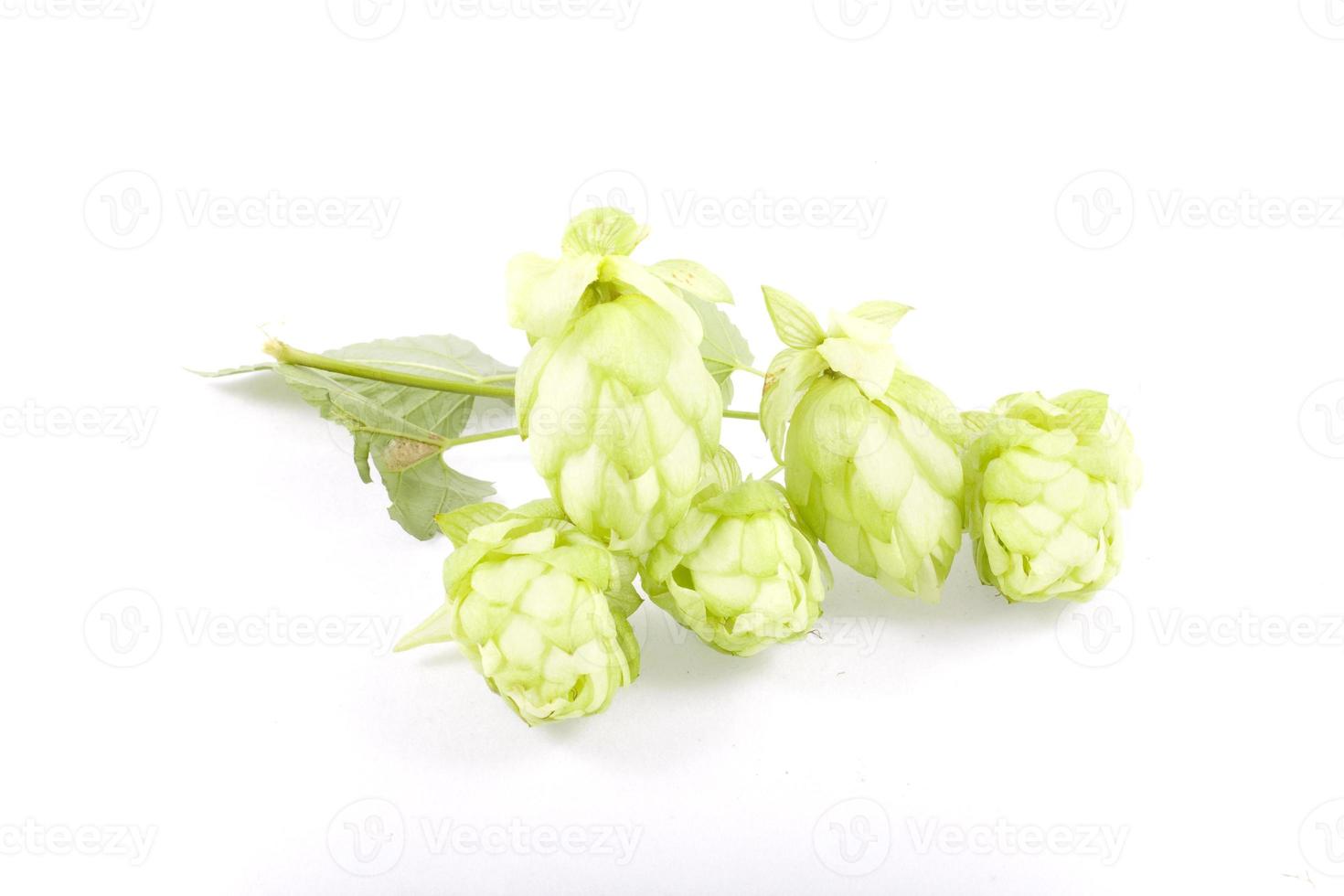 hop on white background photo