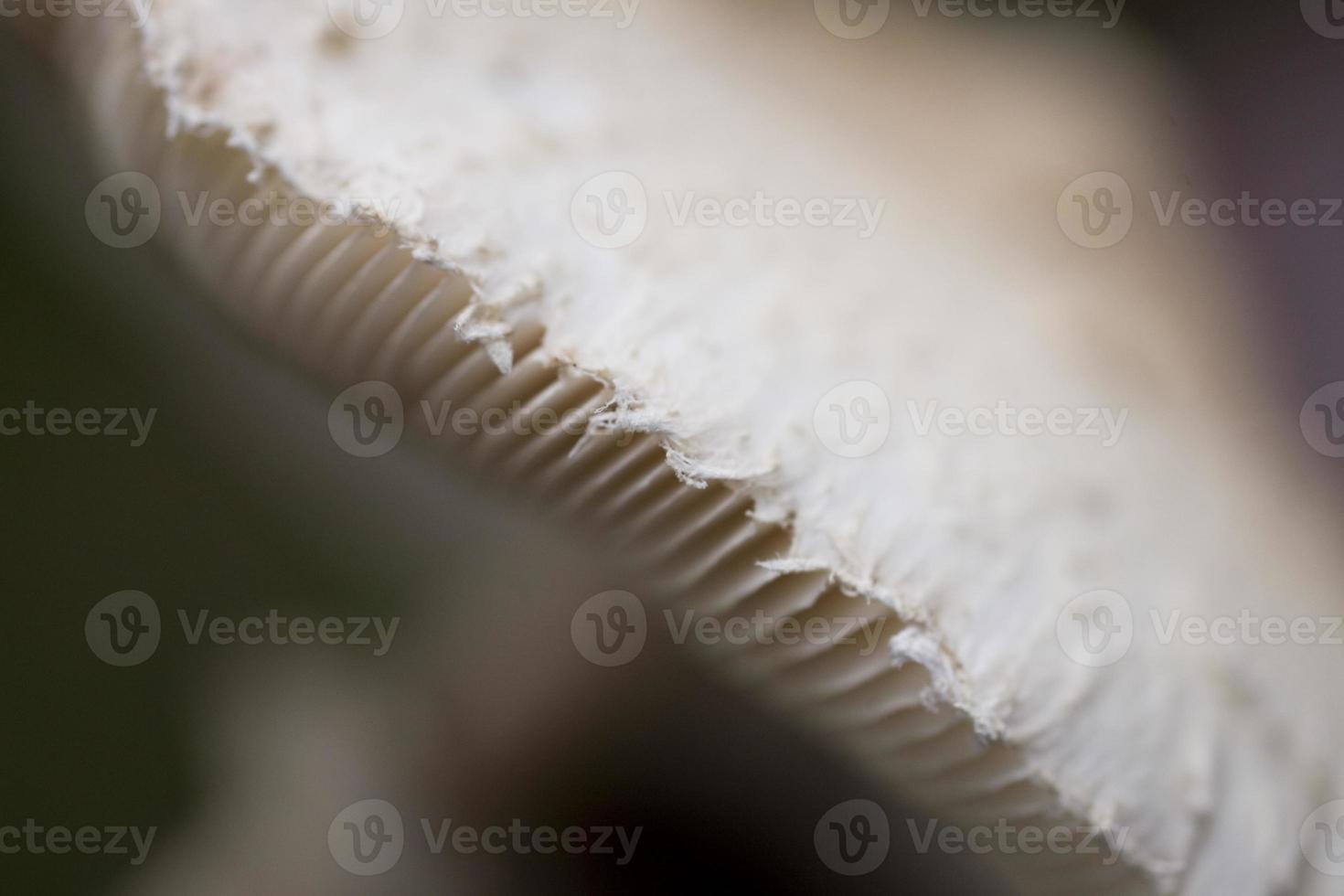 autumn mushrooms growing in the European forest photo