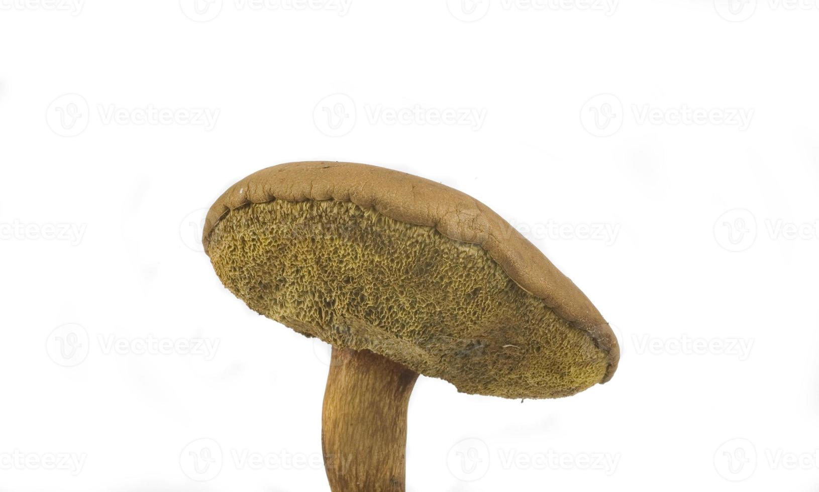 wilde mushroom on white photo