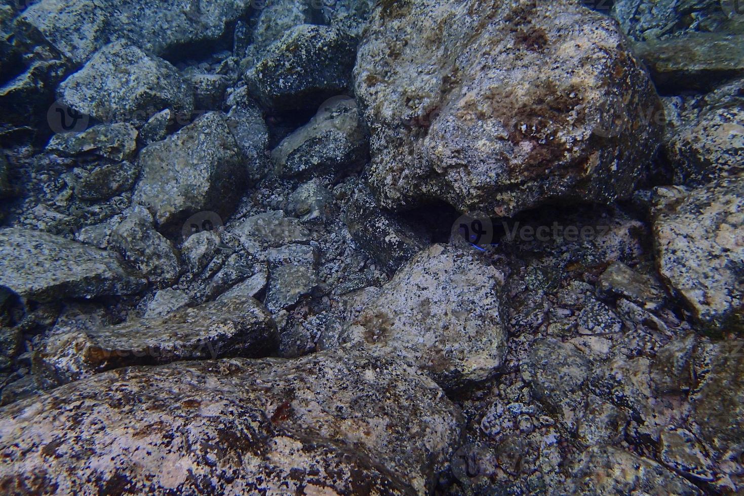 underwater photos of diving in the Atlantic Ocean next to the Canary Islands