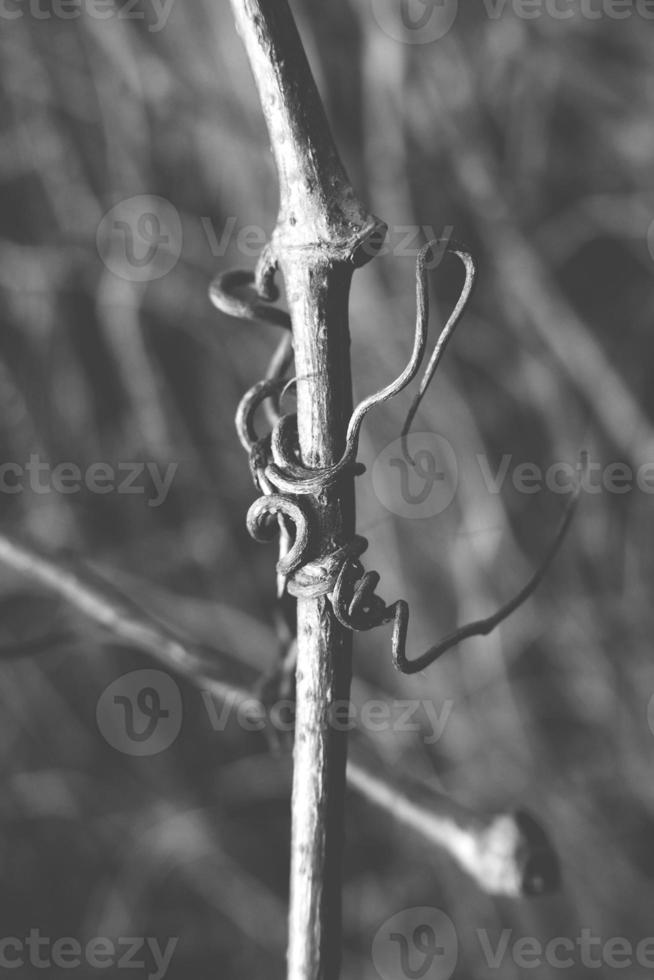 extraño retorcido forma de un alpinismo planta creciente en un cerca en de cerca foto