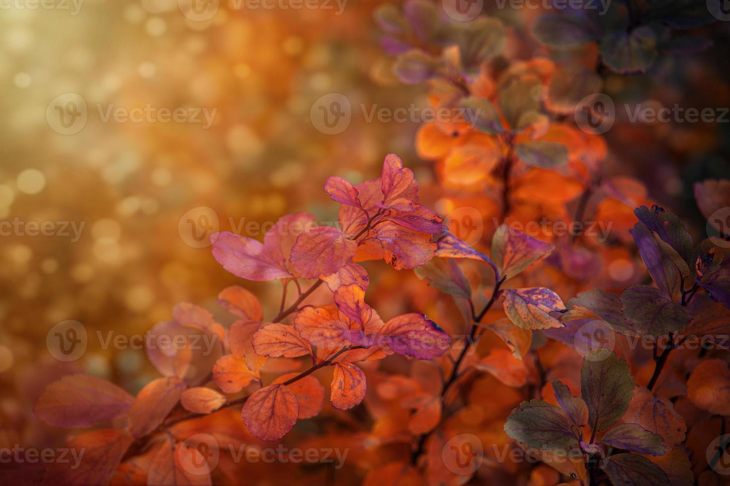 red autumn leaves of the bush in the warm afternoon sun in the garden photo