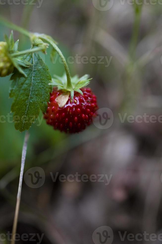 tasty wild red wild strawberry among green leaves in the forest photo