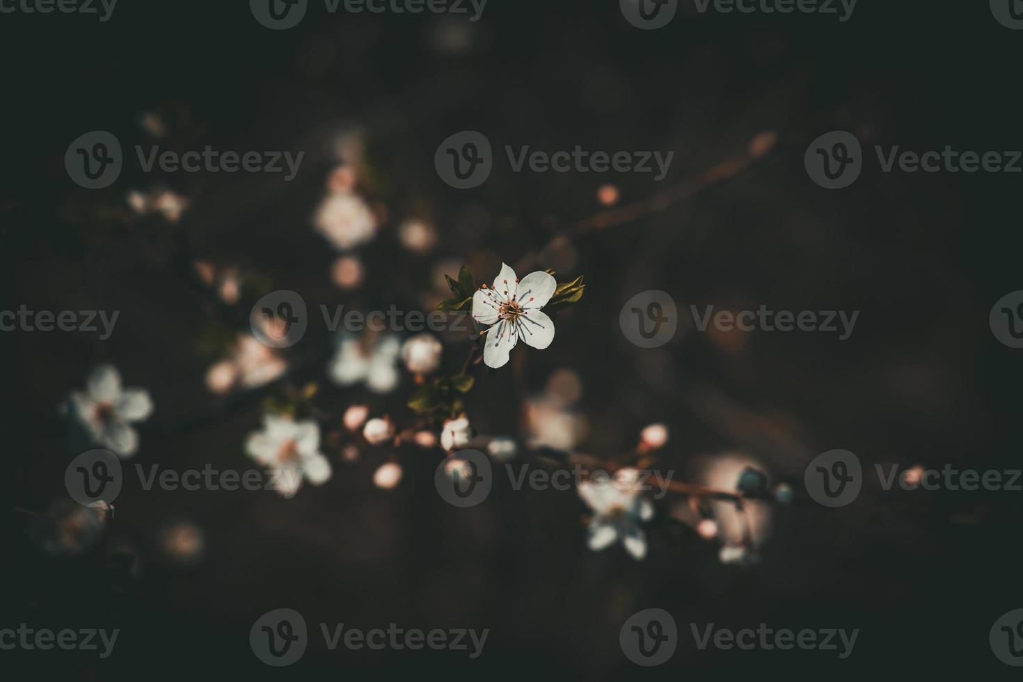 primavera manzana árbol con blanco delicado pequeño flores en el calentar Dom foto