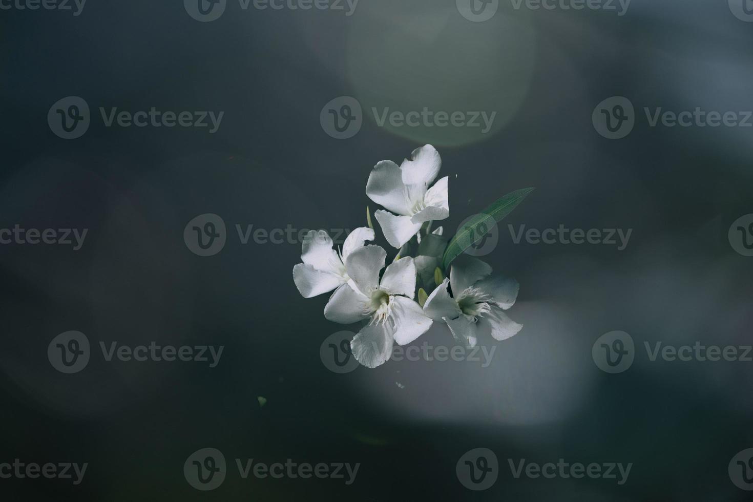 blanco flor en verde antecedentes en verano jardín foto