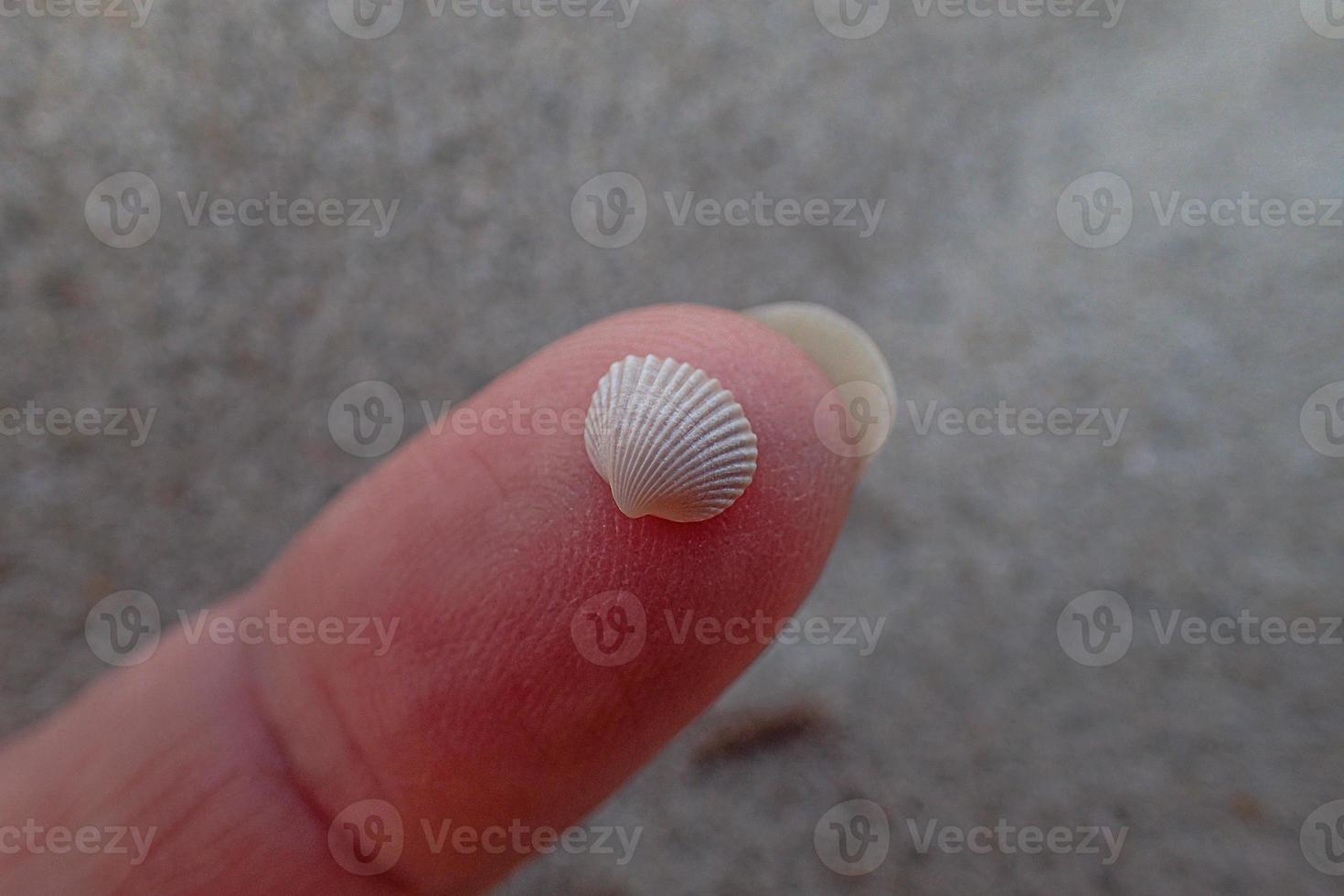 little white sea shell held in hands on a beach photo