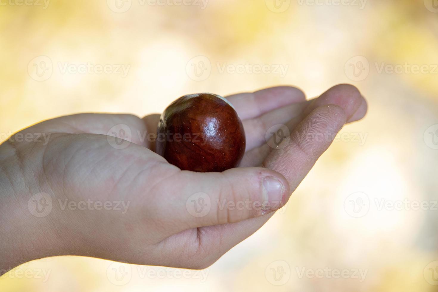 autumn chestnut lying on a child's hand on an autumn colored background photo