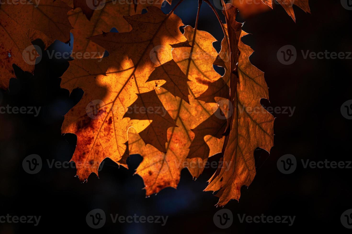 brown oak leaves on a dark background in the autumn day, photo
