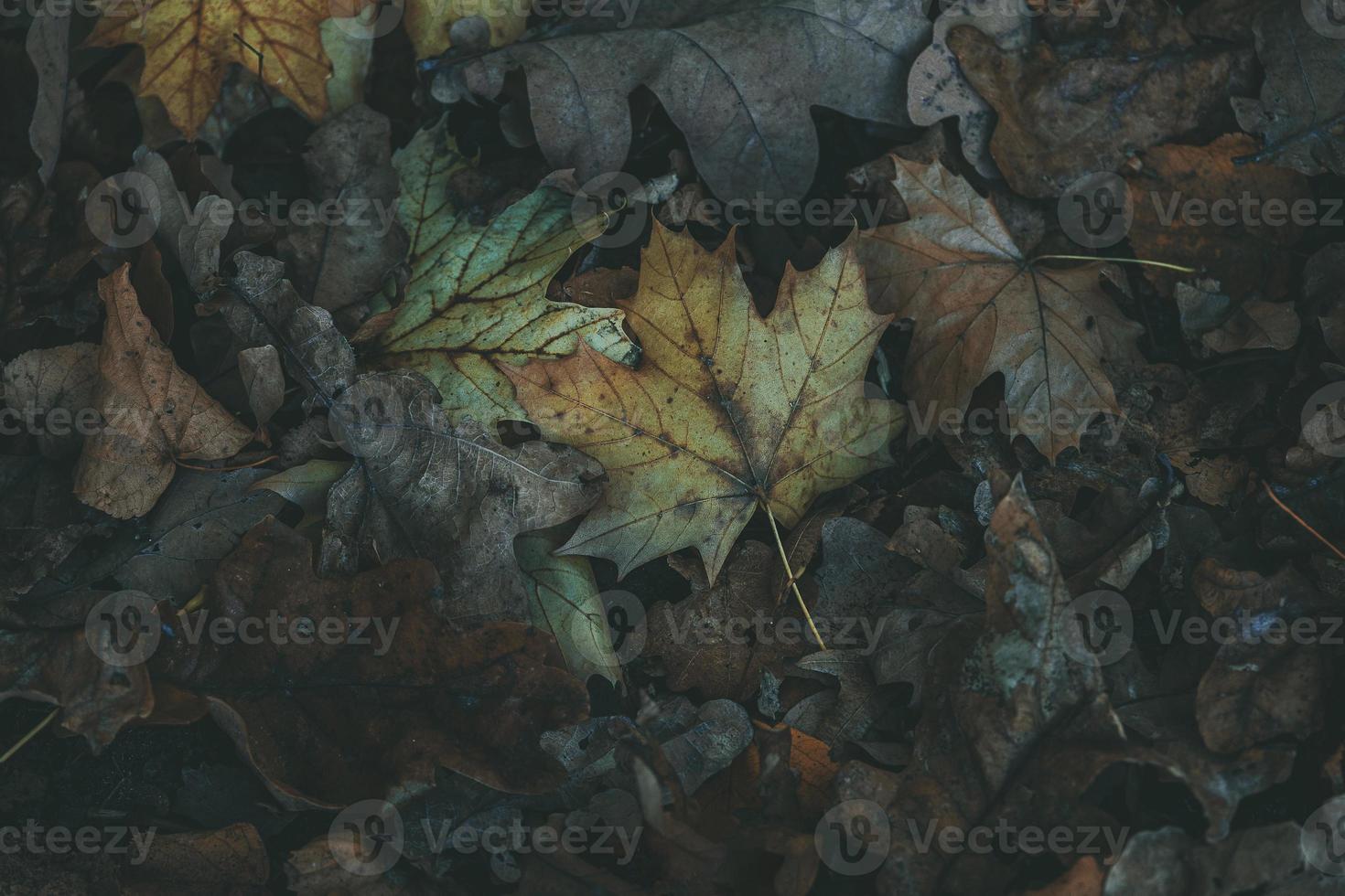 autumn colorful natural background with fallen maple leaves photo