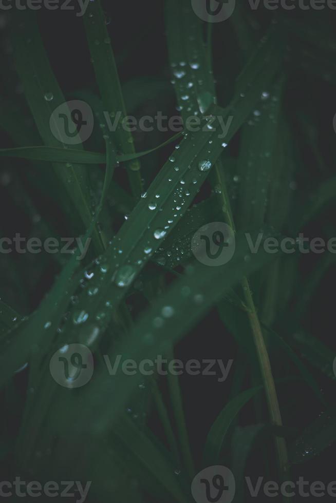 imperfecciones de el césped en un verde antecedentes con plata gotas de lluvia en de cerca al aire libre foto