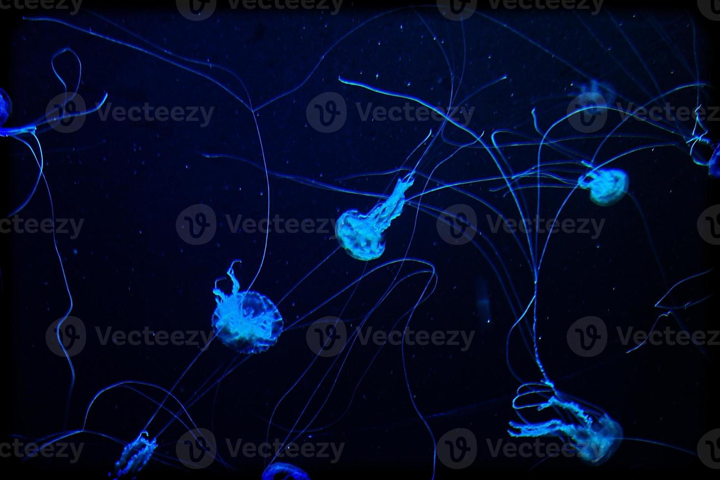 delicate jellyfish floating in black water in an aquarium creating an interesting background photo