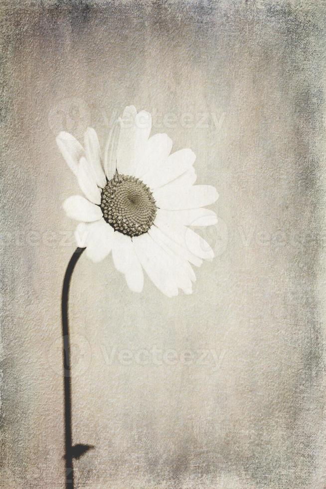 small original delicate free field  camomile flowers on a light background photo