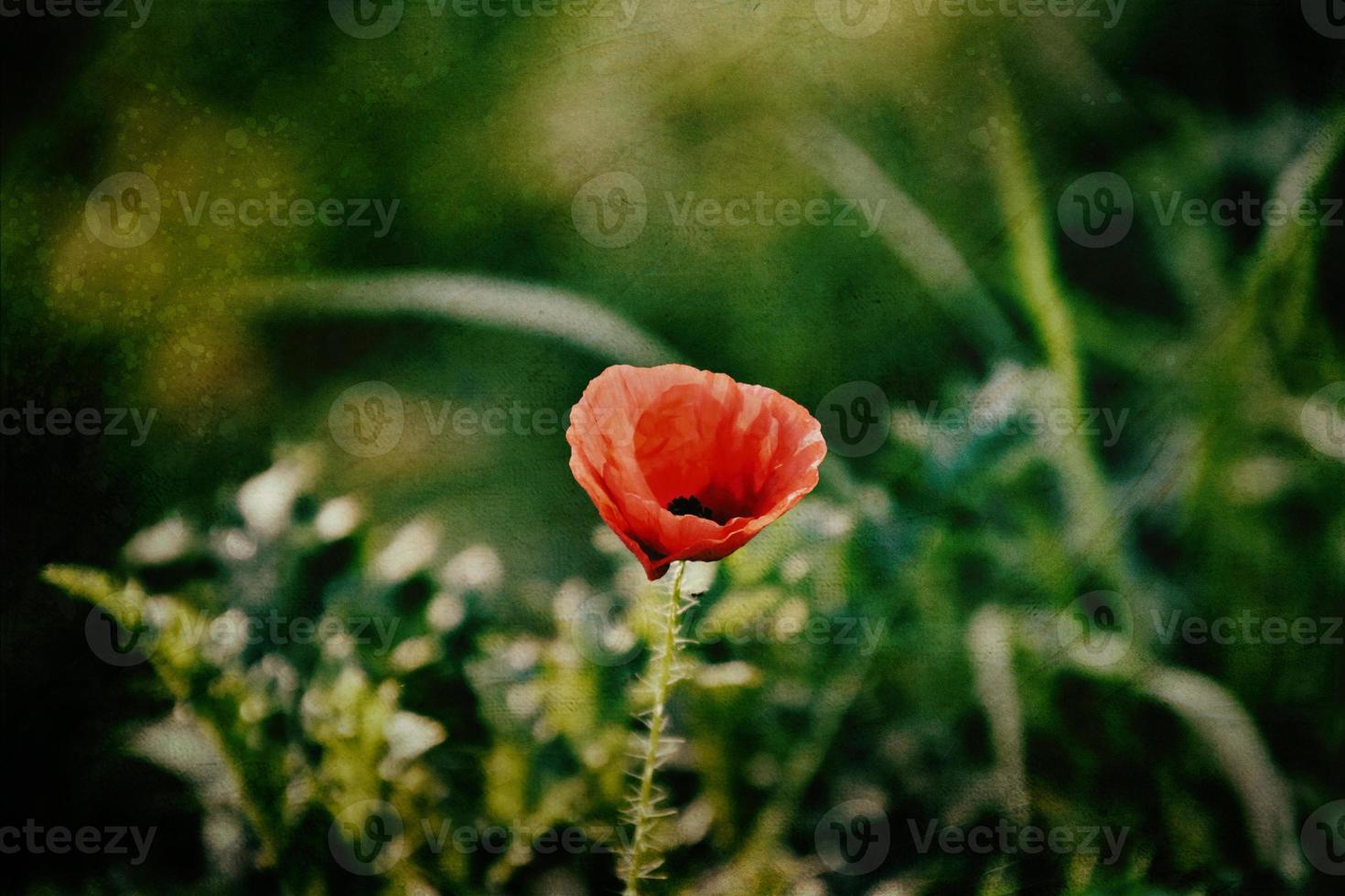 red delicate summer poppy on green meadow background photo