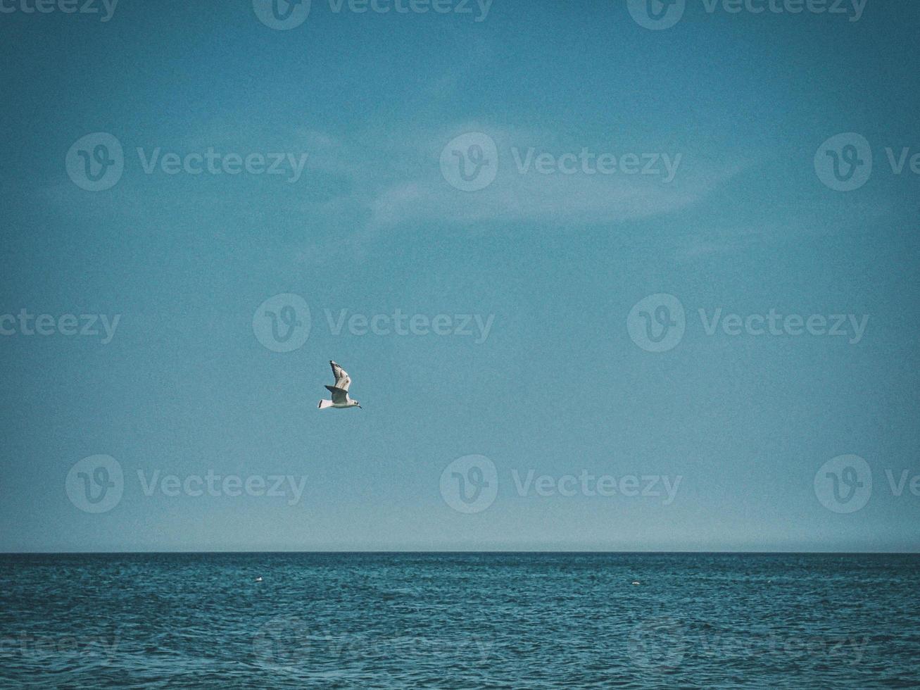 summer holiday landscape with blue sea water and sky and a flying seagull on a warm day photo