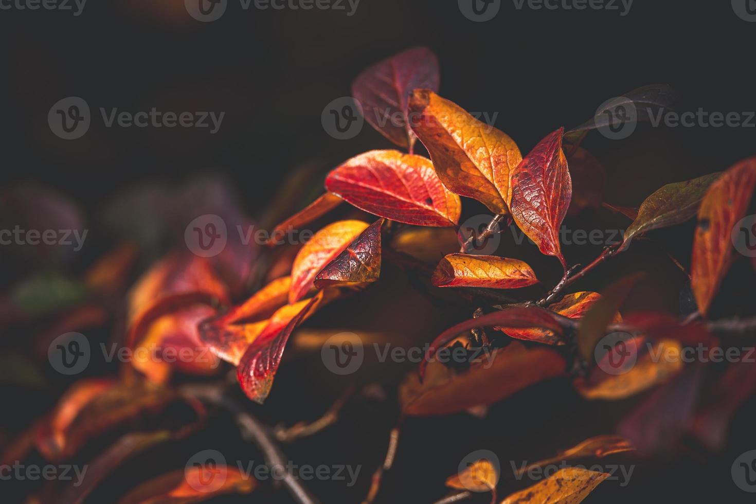 red and orange autumn leaves of the bush in close-up on a warm day in the garden photo