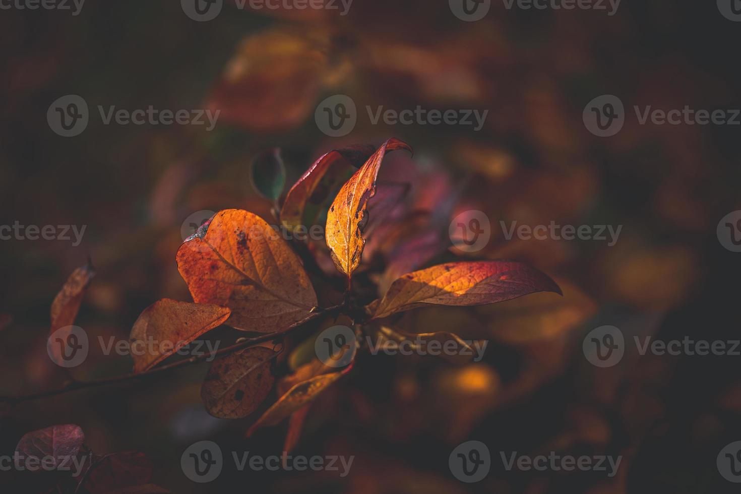 red and orange autumn leaves of the bush in close-up on a warm day in the garden photo