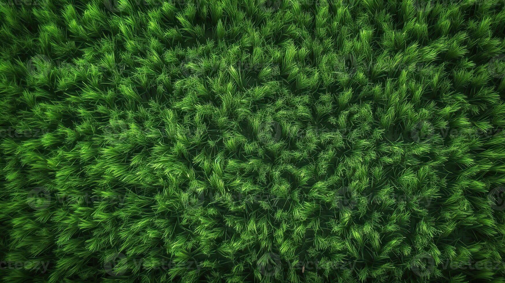 . . Concept of photo of green grass. Background pattern farming. Can be used for graphic design. Graphic Art
