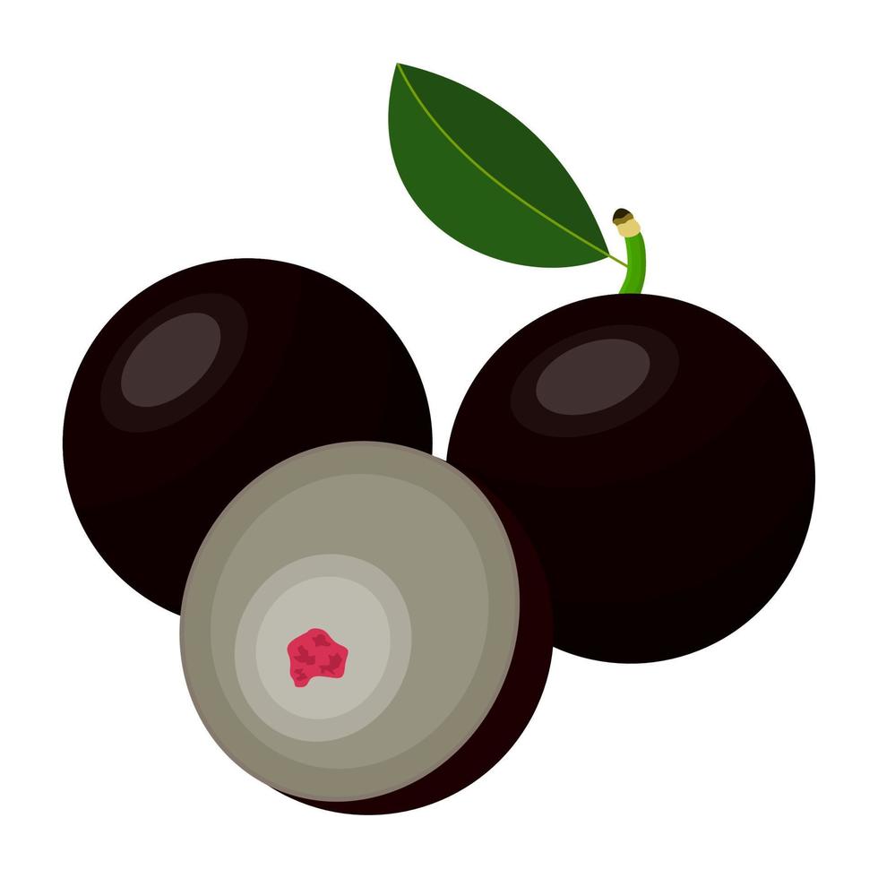 Jabuticaba Fruit Is A Fruit That Has A Fresh Sweet And Slightly Sour Taste. This Fruit Grows In The Tropics, Especially In South America And Central America vector