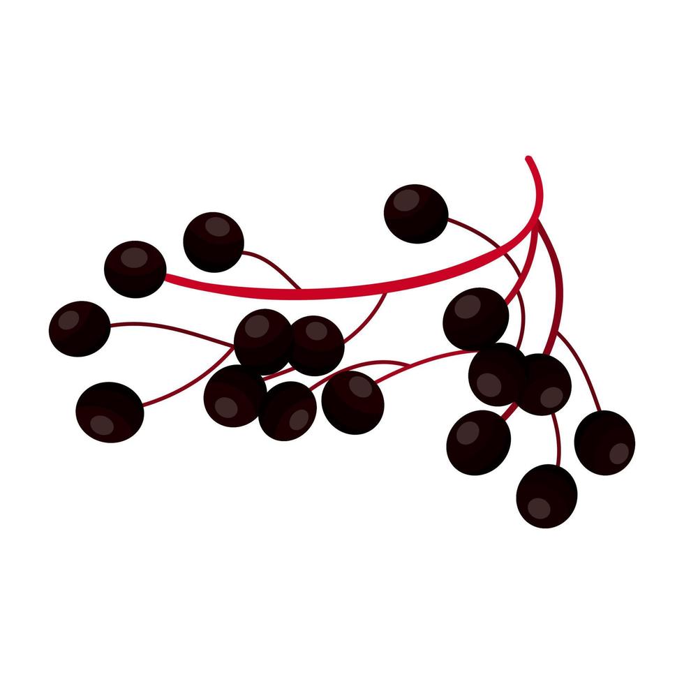 Elderberry Is A Fruit That Has A Sour And Sweet Taste. This Fruit Grows A Lot In The Northern Hemisphere vector