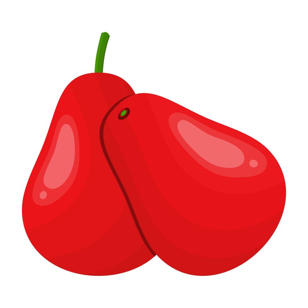 Water Guava Is A Fruit That Has A Fresh Sour And Slightly Sweet Taste. This Fruit Grows In Tropical Climates vector