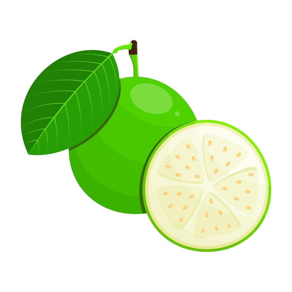 White Guava Is A Fruit That Has A Sweet, Slightly Sour And Sometimes Bland Taste. This Fruit Grows In Tropical Climates vector