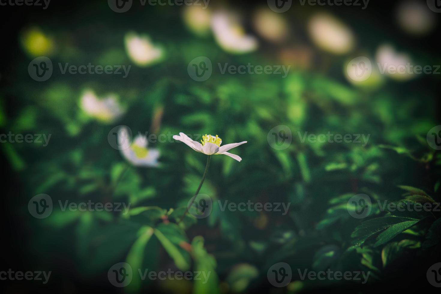 white delicate spring flowers anemones growing in the forest among green foliage photo