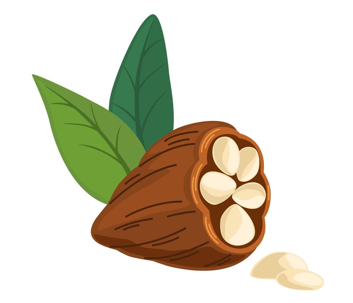 cacao frijoles. chocolate cacao frijoles árbol. orgánico producto garabatear bosquejo para cafetería, comercio, menú. vector ilustración para etiqueta, logo, emblema, símbolo.