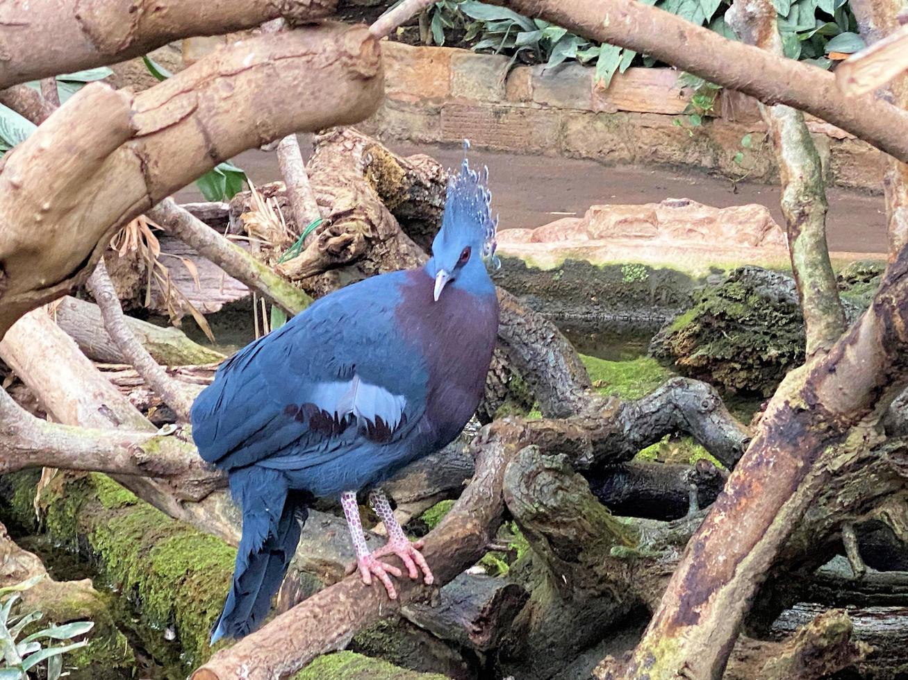 A view of a Victoria Crowned Pigigeon photo