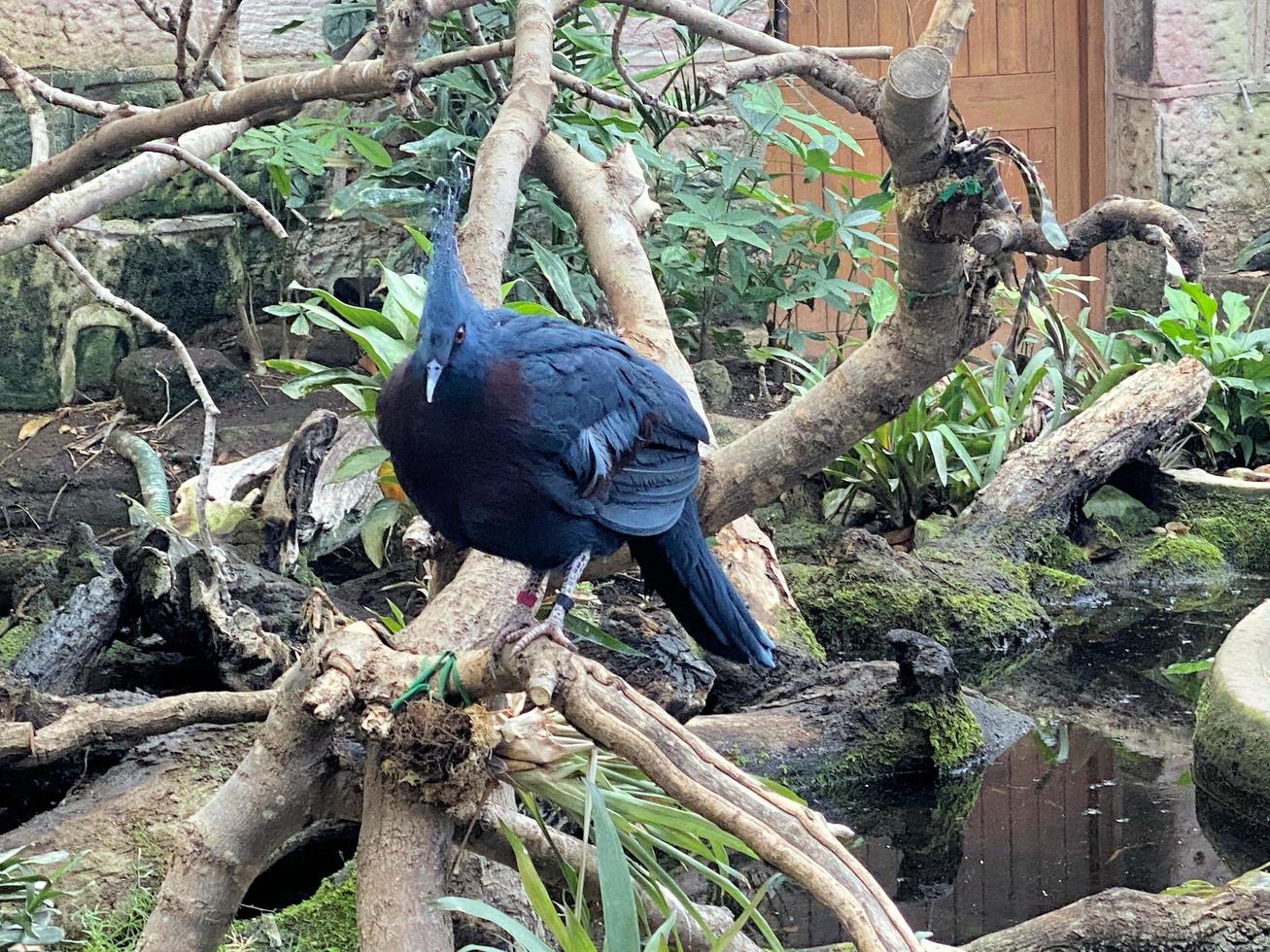 A view of a Victoria Crowned Pigigeon photo