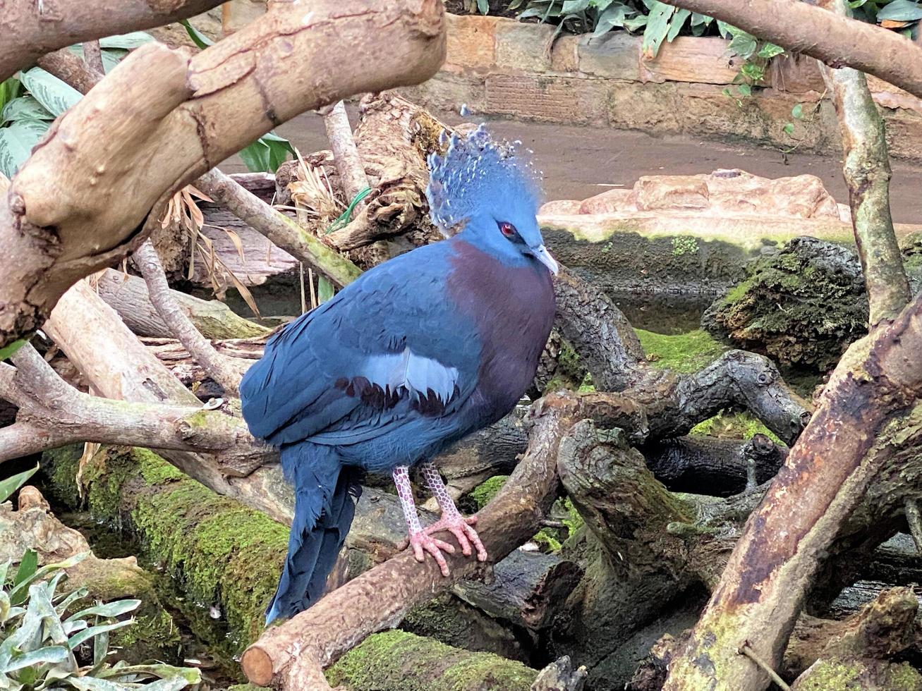 A view of a Victoria Crowned Pigigeon photo