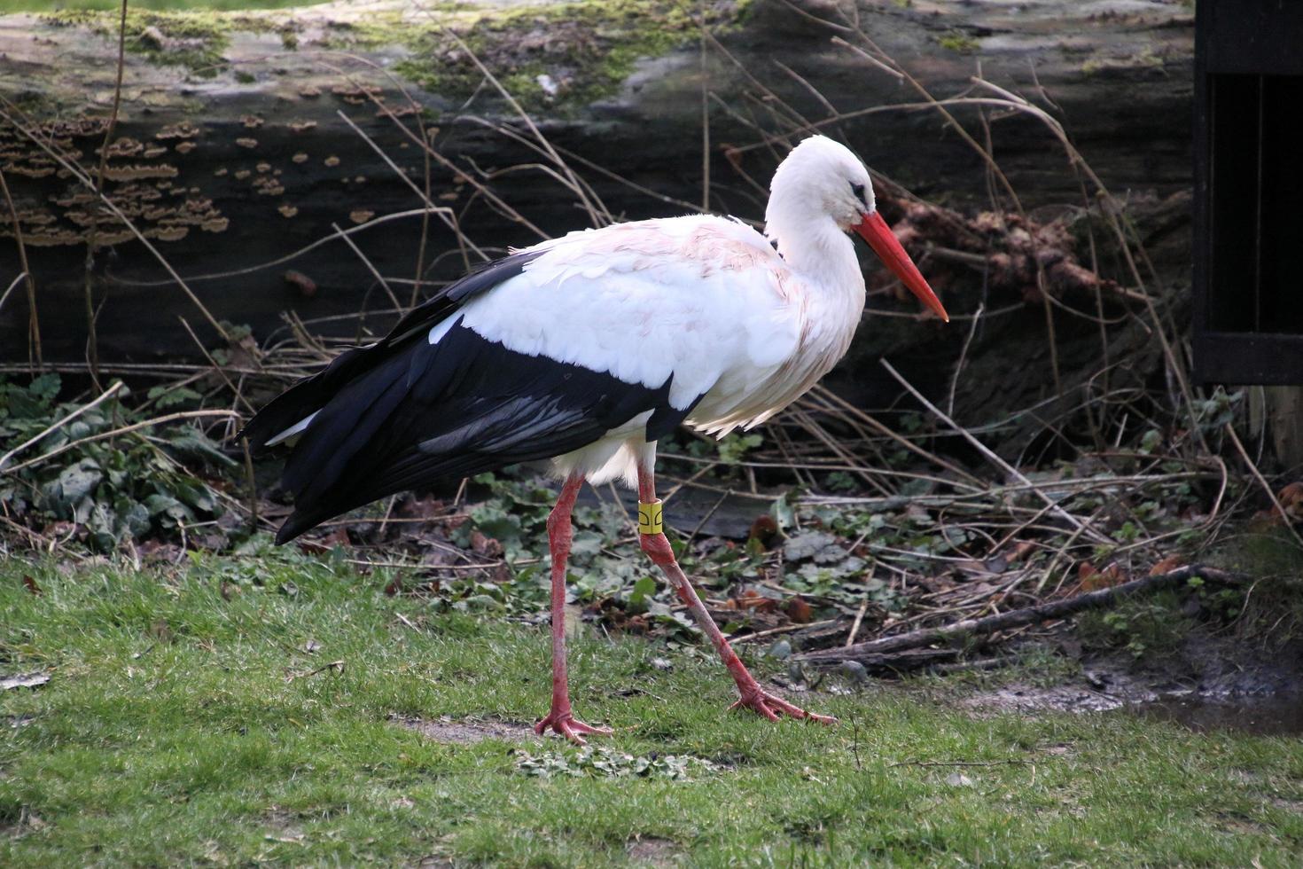 A view of a White Stork at Martin Mere Nature Reserve photo