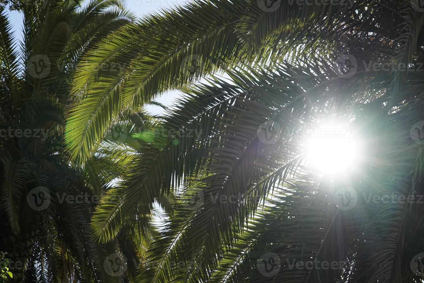 Sun Shining Through Palm Tree Leaves photo