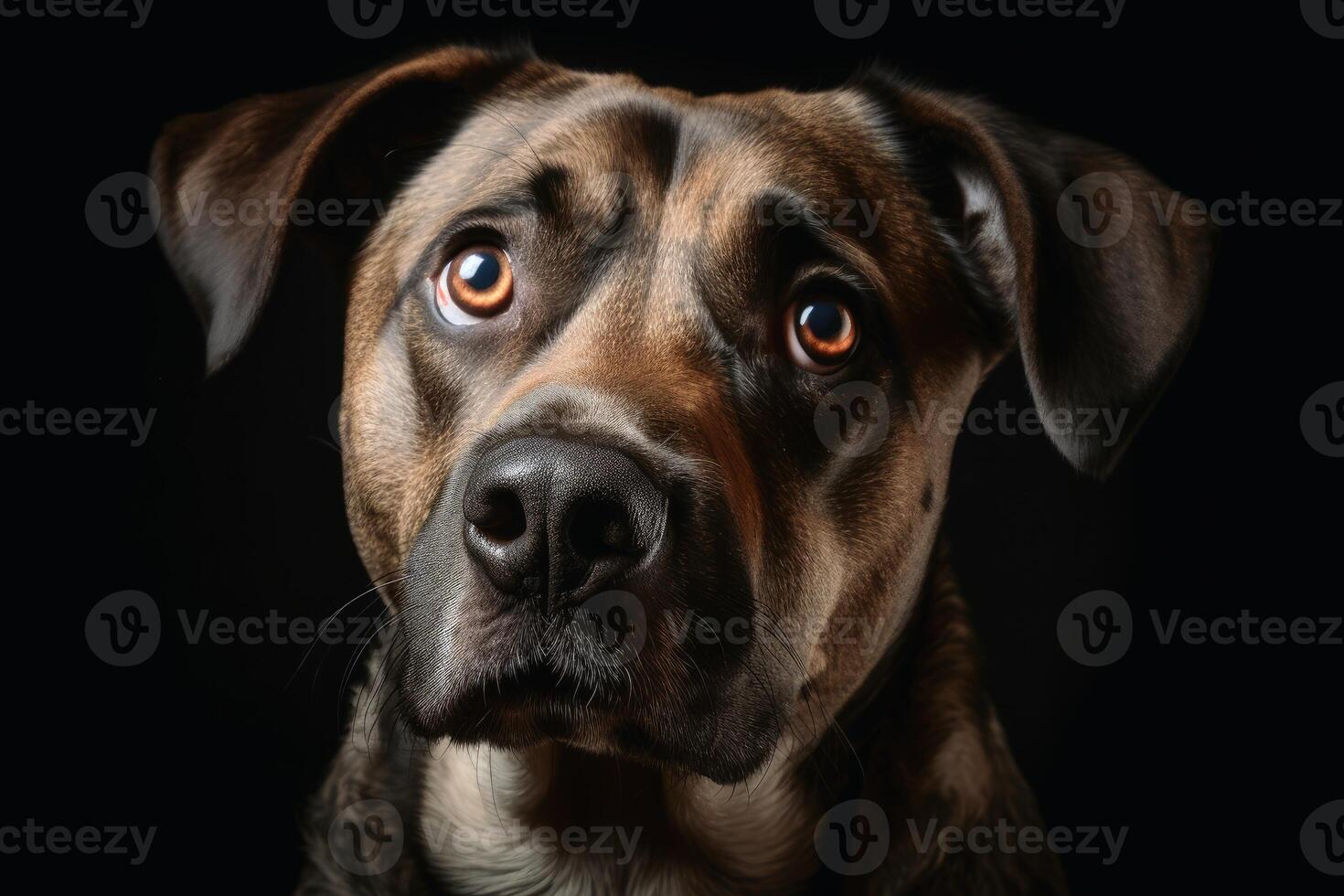 A portrait of a stunned dogs face with wide open eyes created with technology. photo