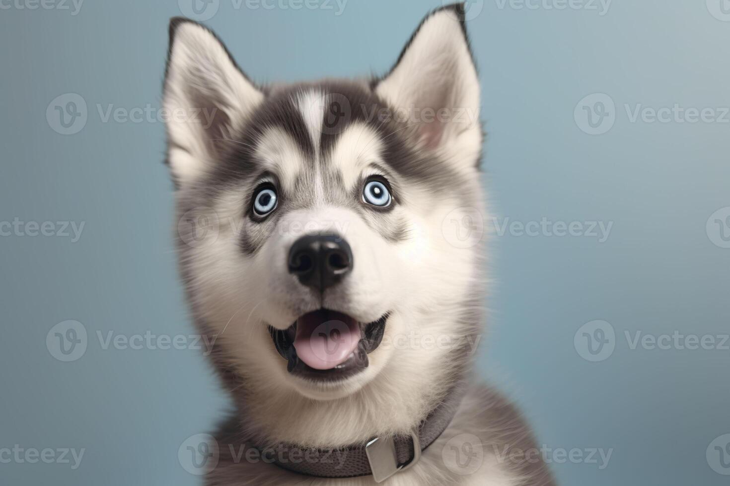 Banner with Malamute puppy . . photo