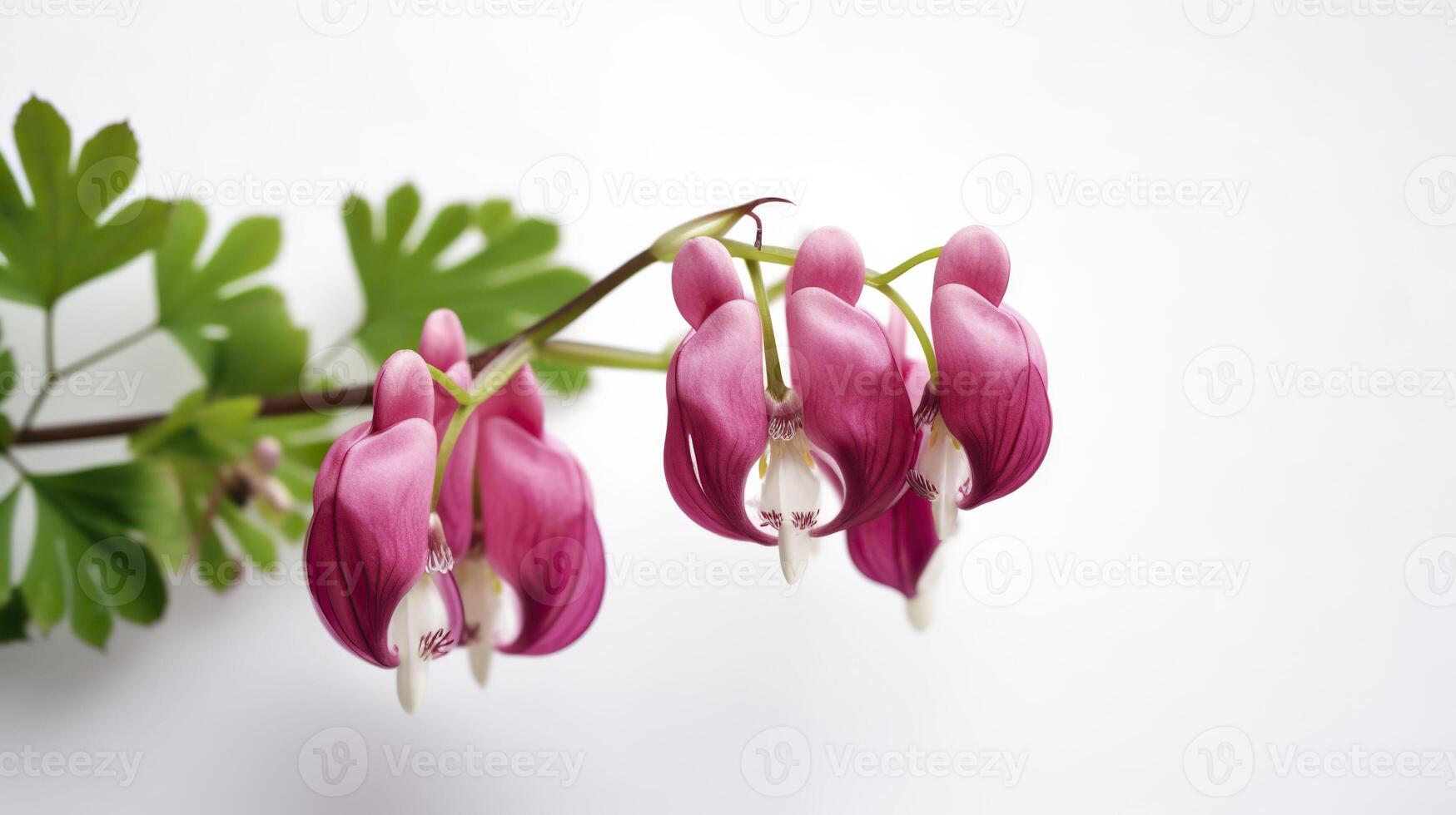 Dicentra in bloom. Floral background. . photo