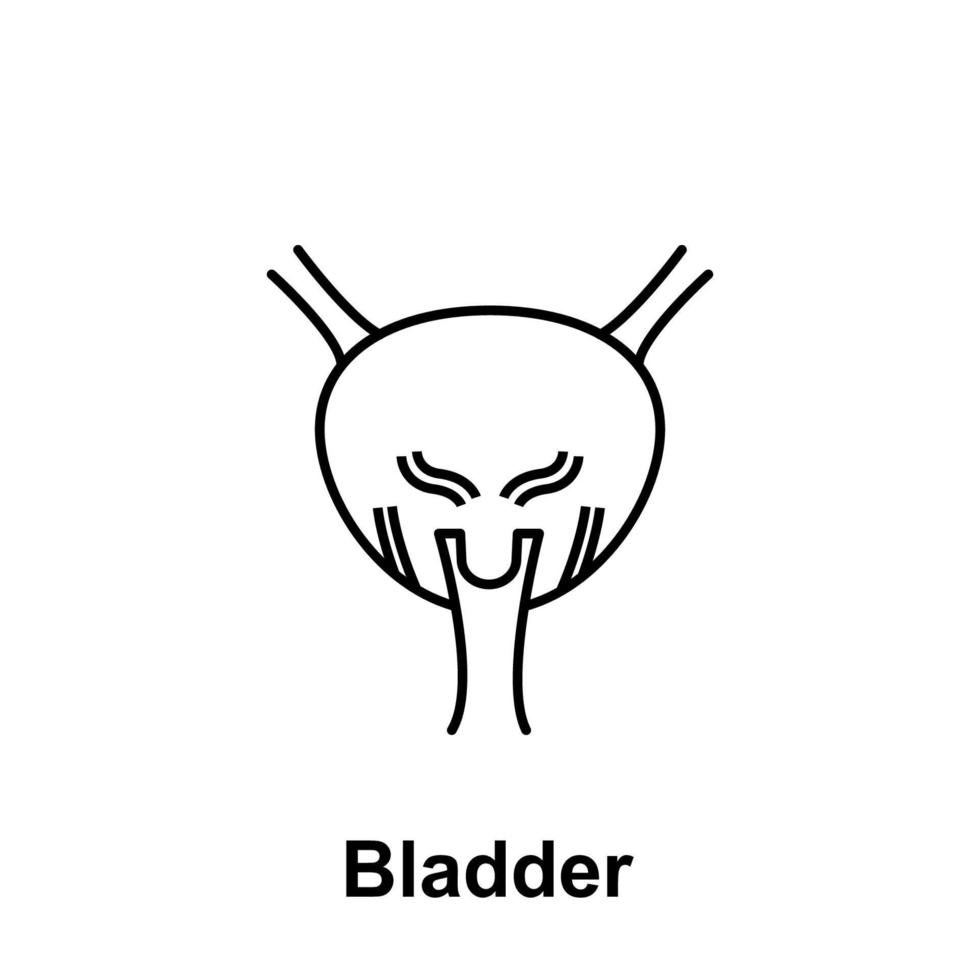 Bladder, organ vector icon illustration