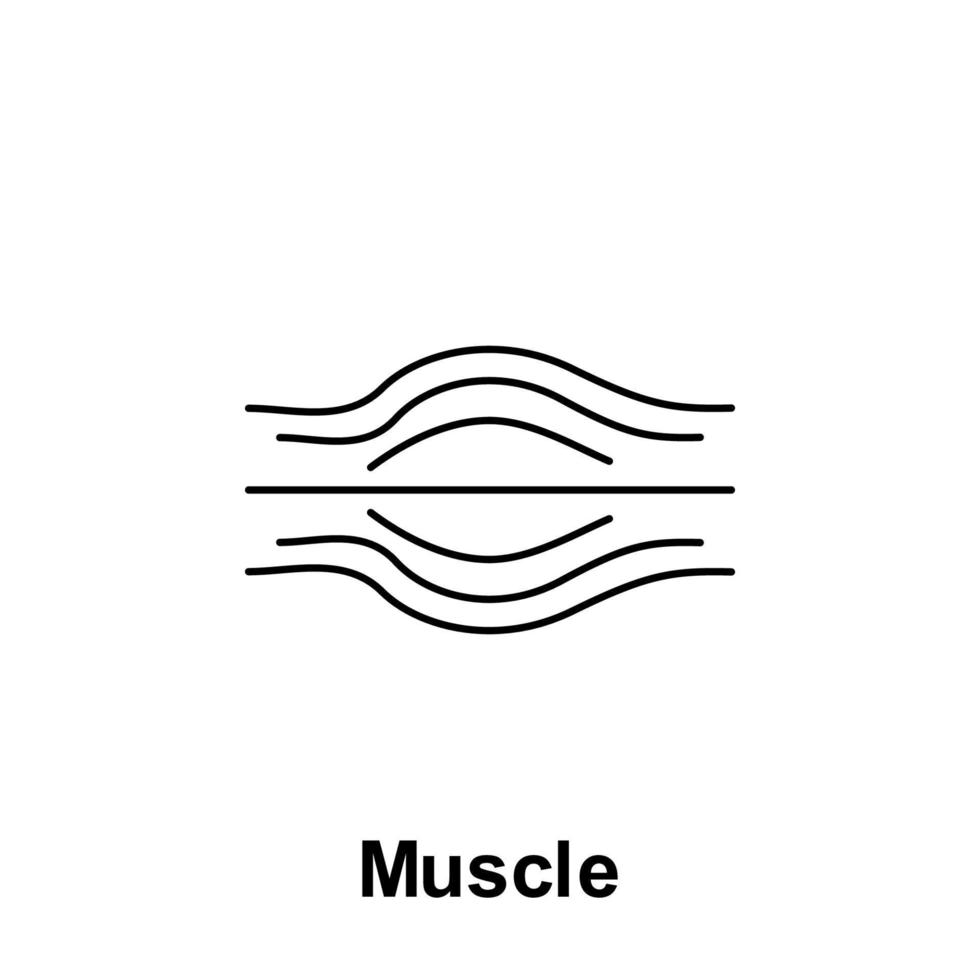 Muscle, organ vector icon illustration