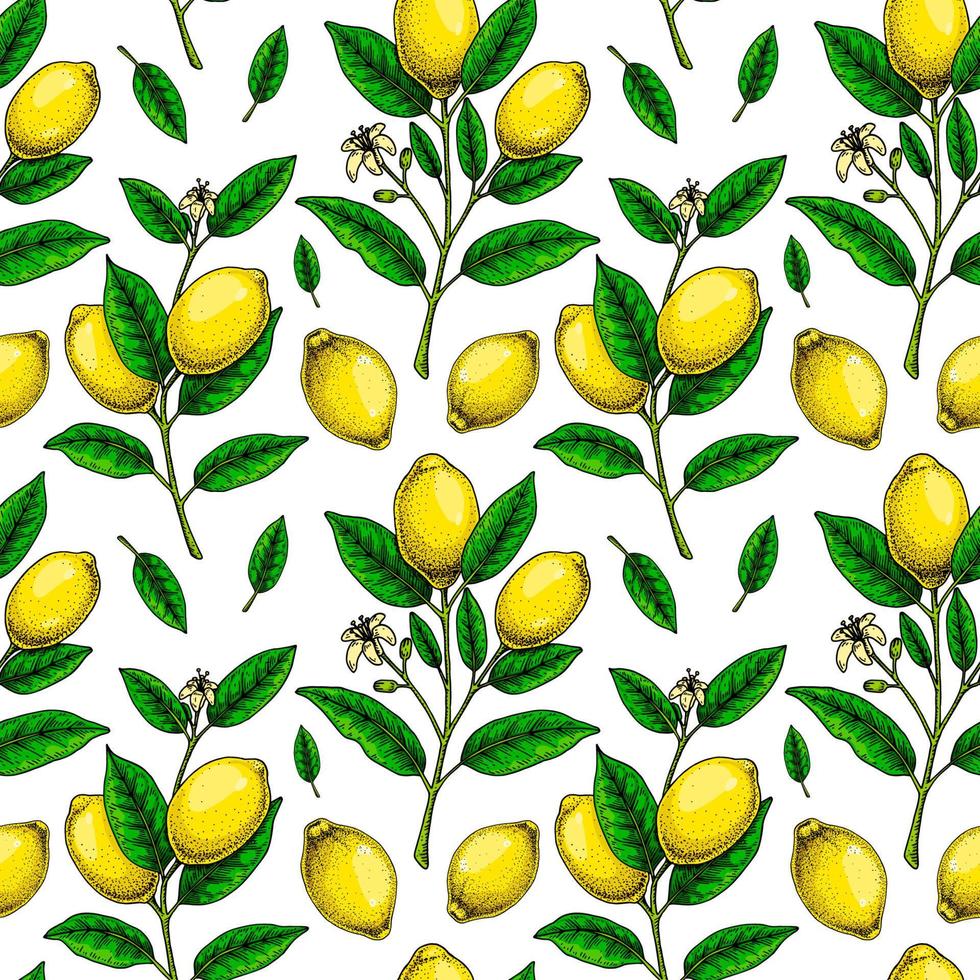 Lemon seamless pattern. Colorful hand drawn vector illustration in sketch style. Tropical exotic citrus fruit summer background