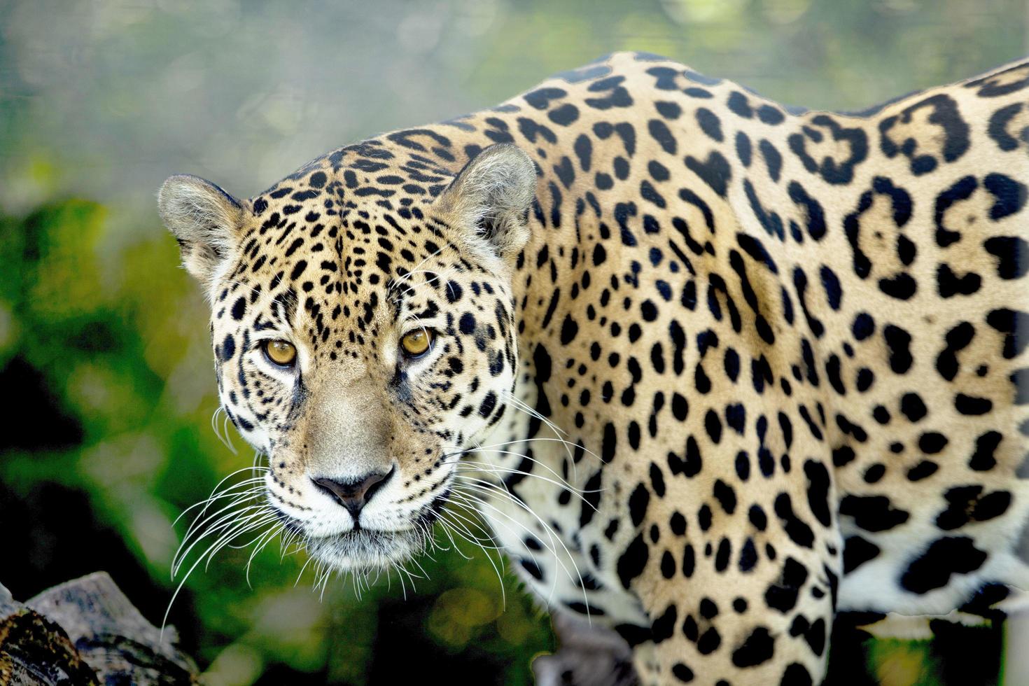 The leopard comes looking for a prey photo