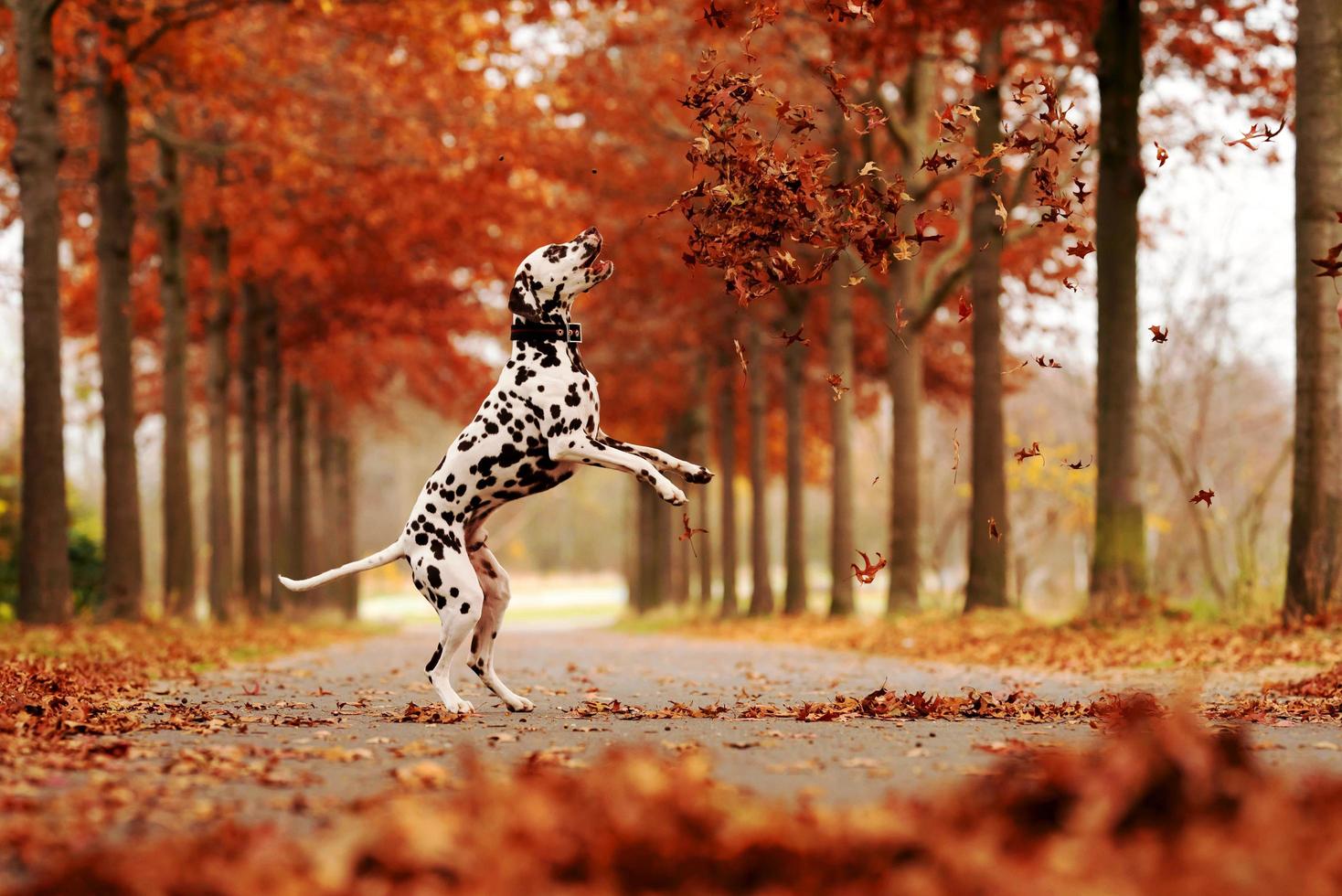 un muy hermosa perro con negro y blanco lugares molesto a comer Kisu desde el árbol foto